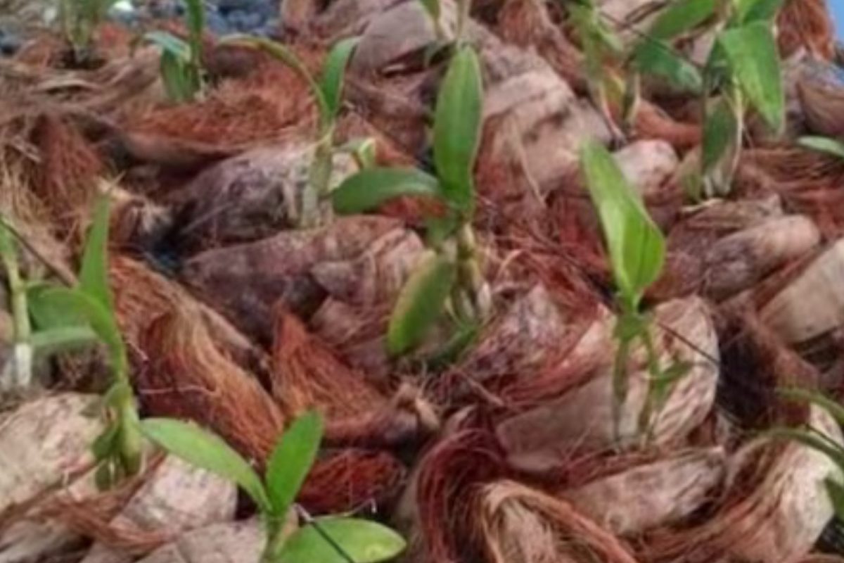 விவசாயம் செய்து மாதம் லட்சங்களில் வருமானம்..!