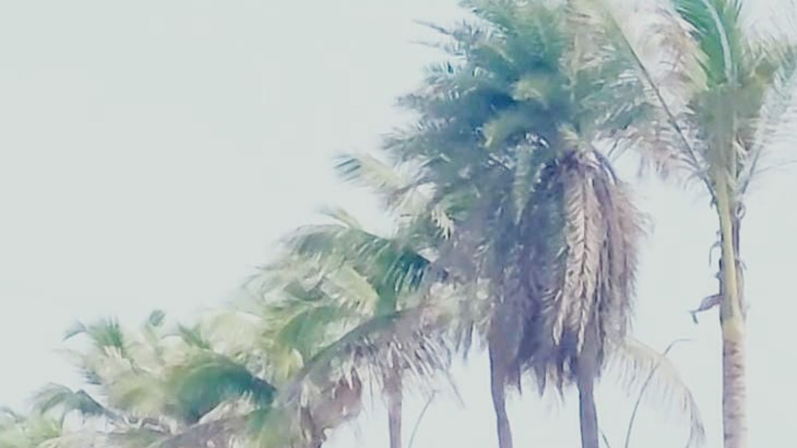 புதுச்சேரி கடற்கரையில் கருகி வரும் தென்னை மரங்கள்.. குமுறும் மக்கள்!