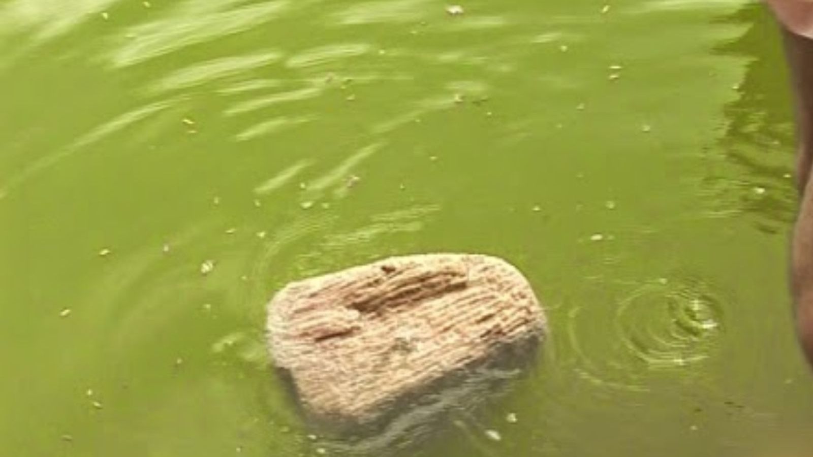 மிதக்கும் பாறை பற்றிய சுவாரஸ்ய தகவல்கள்.. ராமேஸ்வரத்தில் பார்வையாளர்களை ஆச்சரியப்படுத்தும் அதிசயம்..