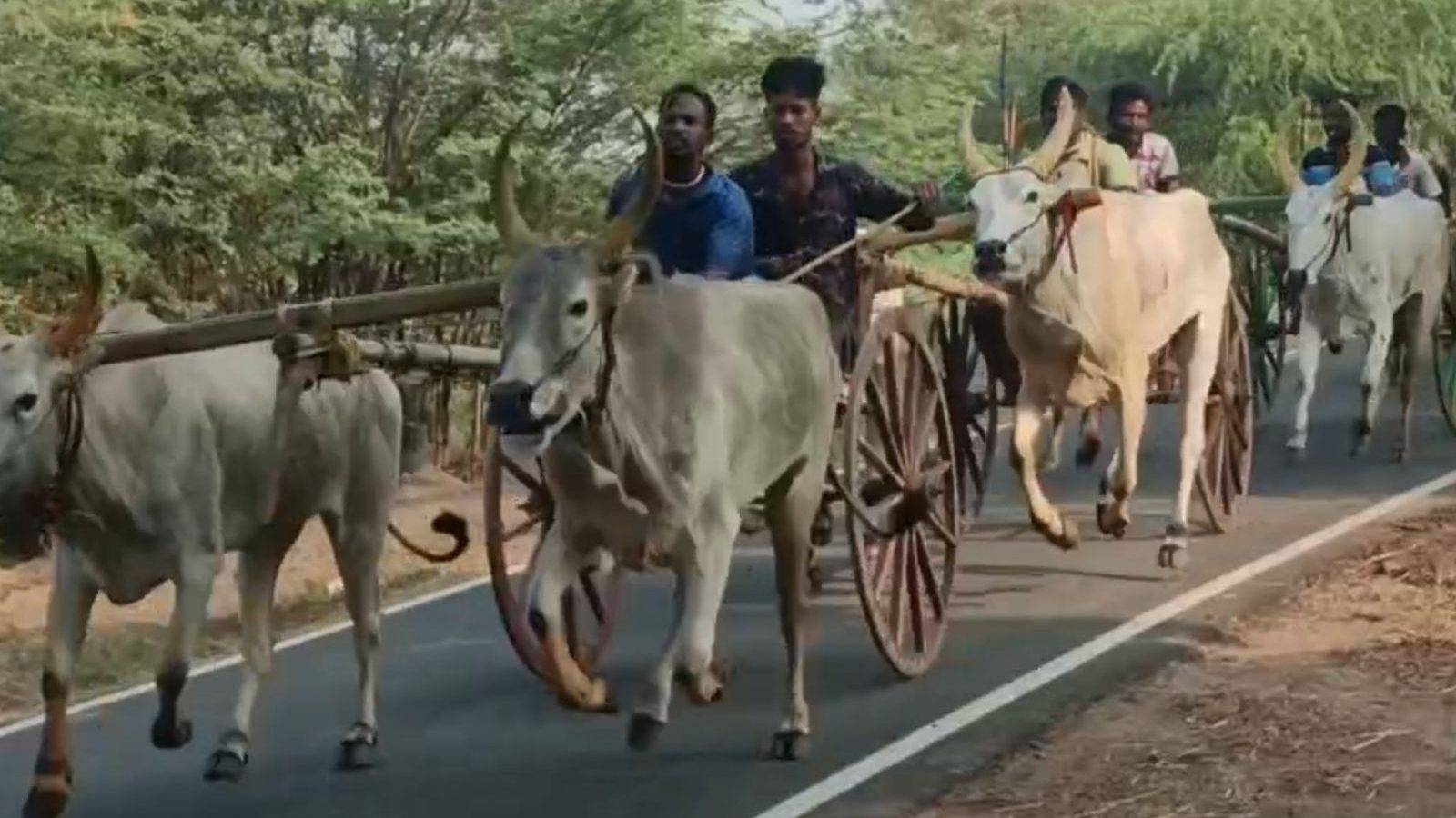 பம்மனேந்தல் கிராமத்தில் சித்திரை திருவிழாவை முன்னிட்டு மாட்டுவண்டி பந்தயம்