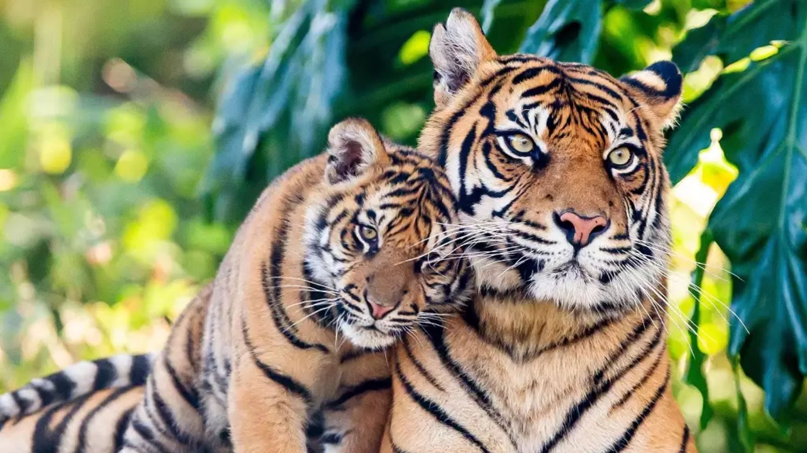 புலிகளின் தேசம்..! உலகளவில் புலிகள் எண்ணிக்கையில் முன்னிலை வகிக்கும் இந்தியா...