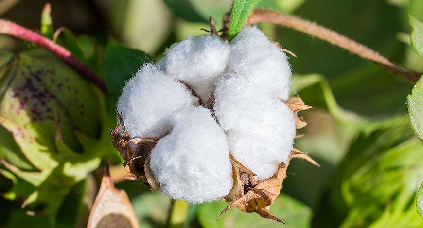  உலக நாடுகளில் பருத்தி சாகுபடி மற்றும் உற்பத்தியில் இந்தியா முதலிடத்தில் உள்ளது. ஆனாலும், சாகுபடியின் போது நாம் செய்யும் ஒரு சில தவறுகளால் பலர் சரியான விளைச்சலை பெறுவதில்லை.