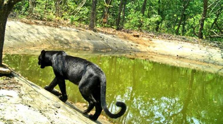  ,[object Object], நம்மால் அதிகம் அறியப்படாத இடங்களில் ஒன்று தான் நேத்ராவலி வனவிலங்கு சரணாலயம். தெற்கு கோவாவில் அமைந்துள்ள இந்த சரணாலயம் பல்வேறு வகையான தாவரங்கள் மற்றும் விலங்கினங்களுக்கு தாயகமாக உள்ளது. ஒருவேளை நீங்கள் சரணாலயம் வழியாக மலையேற்றம் செய்து, புலிகள், சிறுத்தைகள் மற்றும் யானைகள் போன்ற விலங்குகளை அவற்றின் இயற்கையான வாழ்விடங்களைக் காணலாம்.