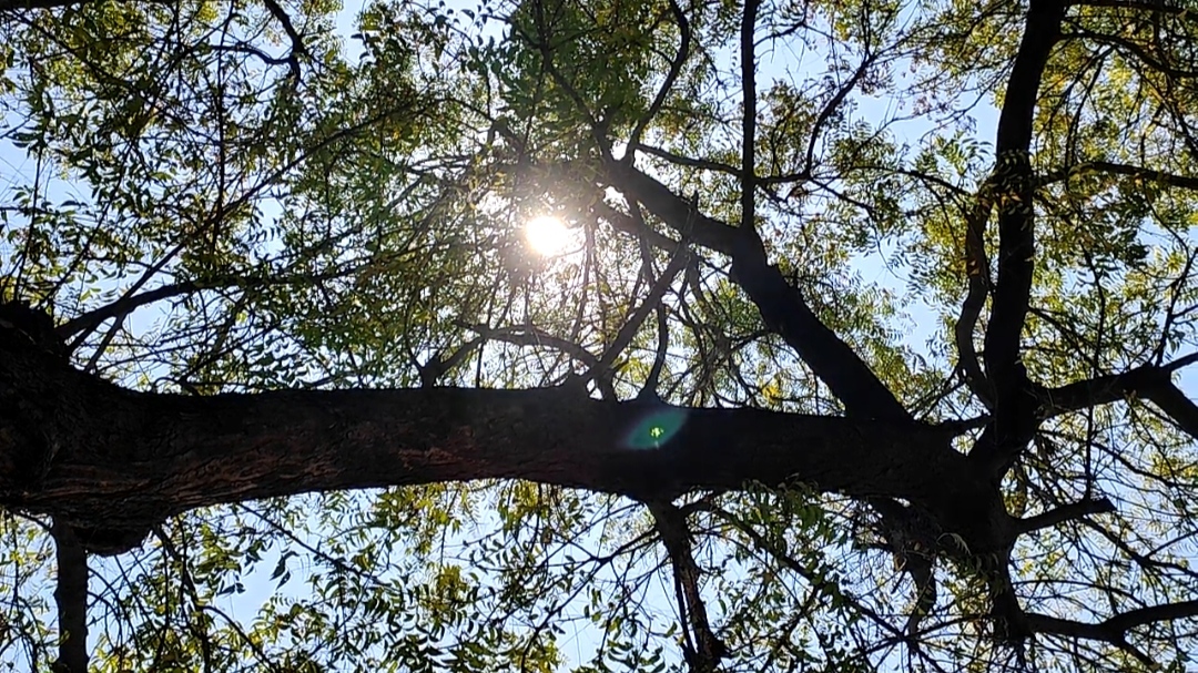 மே