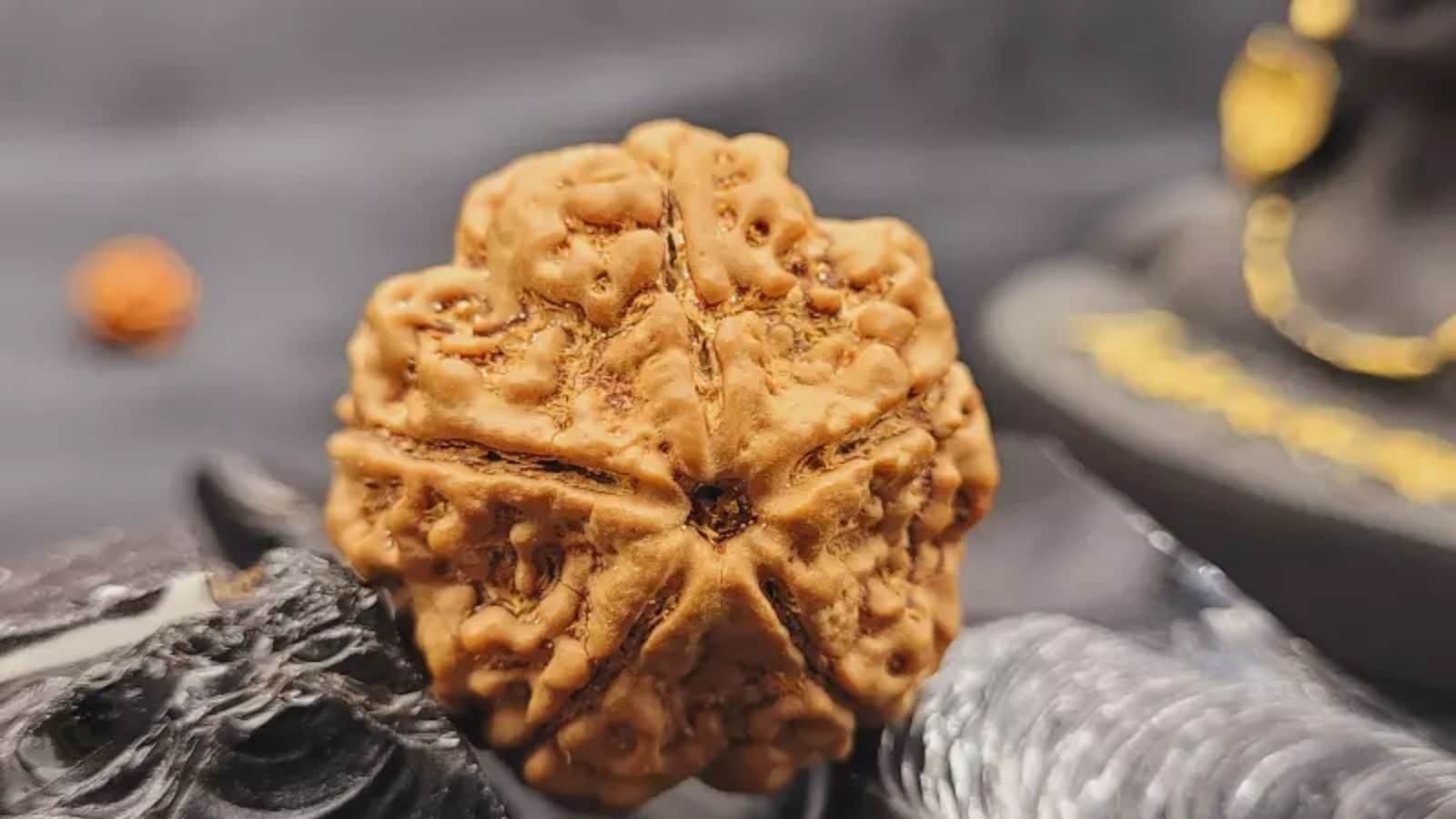 5 முக ருத்ராட்சம் அணிந்தால் இவ்வளவு பலன்களா? யாரெல்லாம் அணியலாம்.?