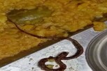 மாணவர்கள் சாப்பிட்ட மதிய உணவில் கிடந்த பாம்பு... பீகாரில் அதிர்ச்சி