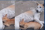 பூனைக்கு தாயான நாய்... அமைதியாக பாலுட்டும் அதிசயம்