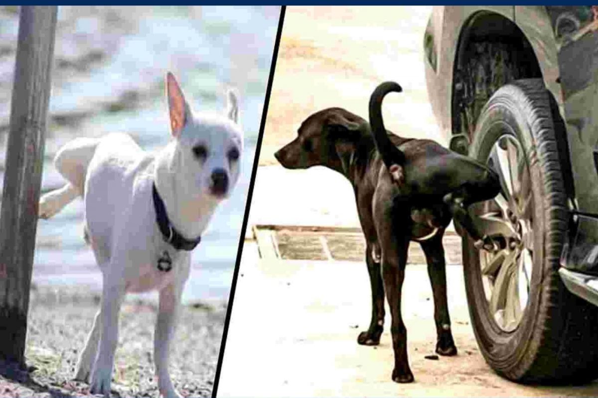 நாய்கள் எப்போதும் கம்பங்கள், கார் டயர்களில் சிறுநீர் கழிப்பது ஏன்?