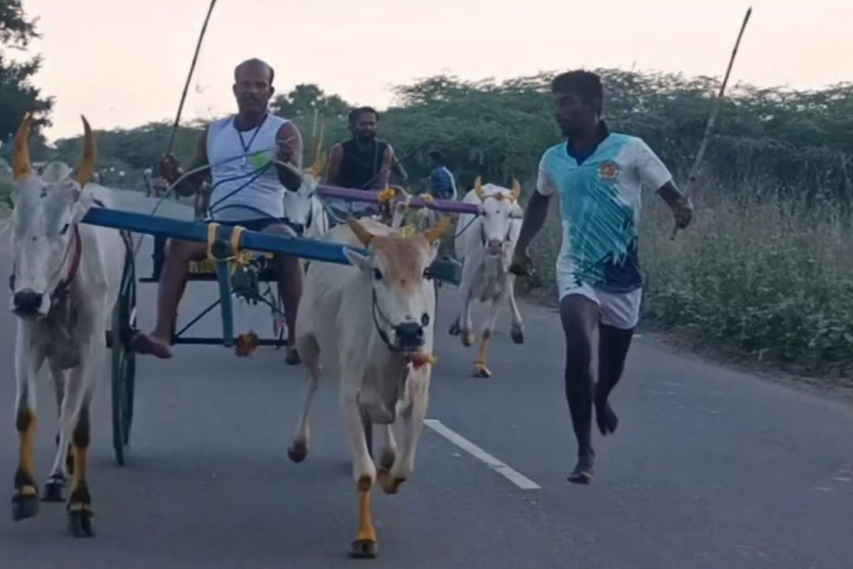 மாட்டு
