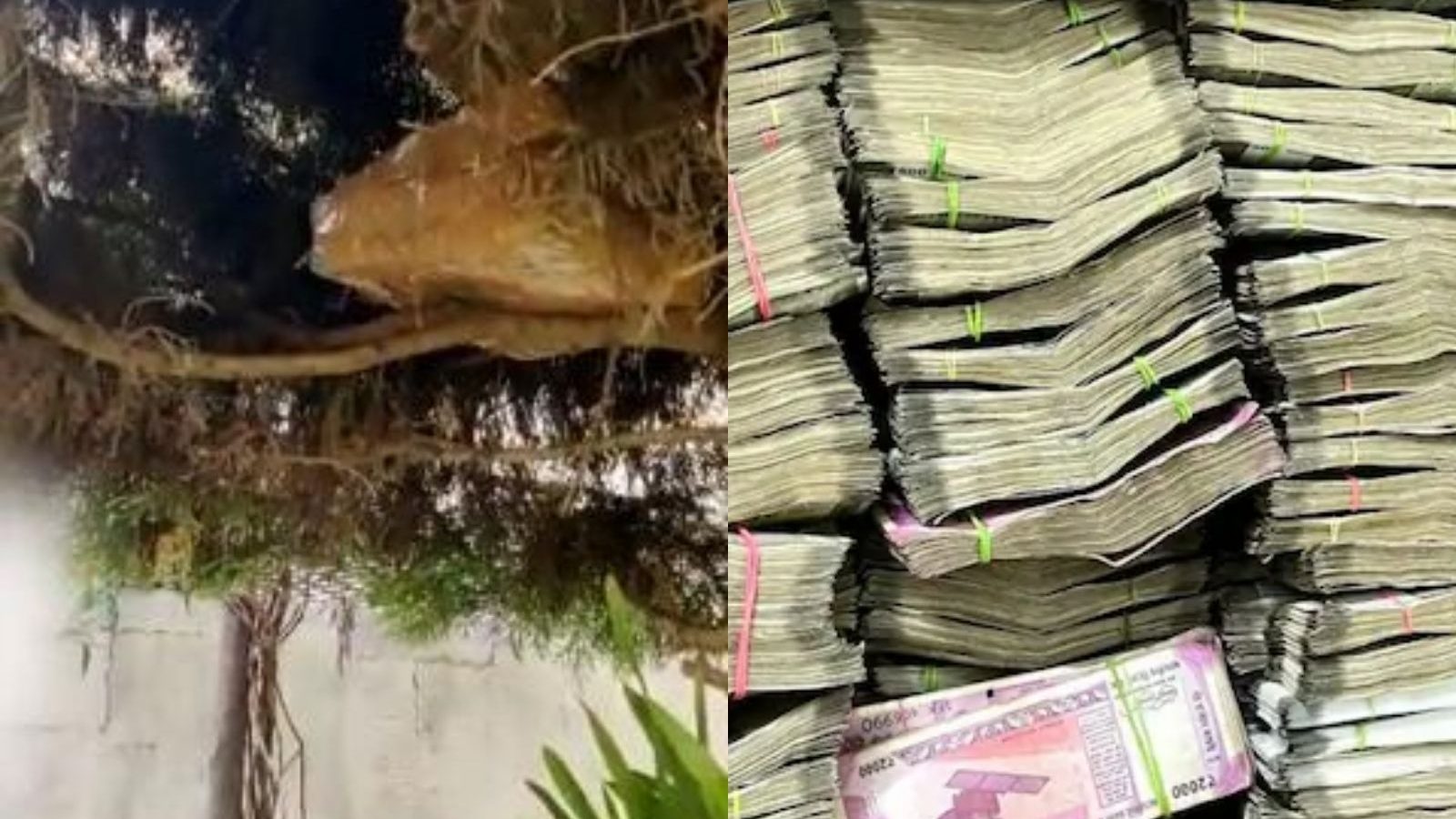 மரத்தில் பதுக்கி வைக்கப்பட்ட ரூ.1 கோடி..  காங்கிரஸ் வேட்பாளர் சகோதரர் வீட்டில் கட்டுக்கட்டாக பணம் பறிமுதல்