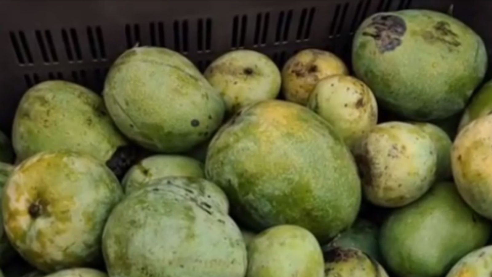 தென்காசியில் ஸ்பிரே அடித்து பழுக்க வைக்கப்பட்ட 500 கிலோ மாம்பழங்கள் பறிமுதல்