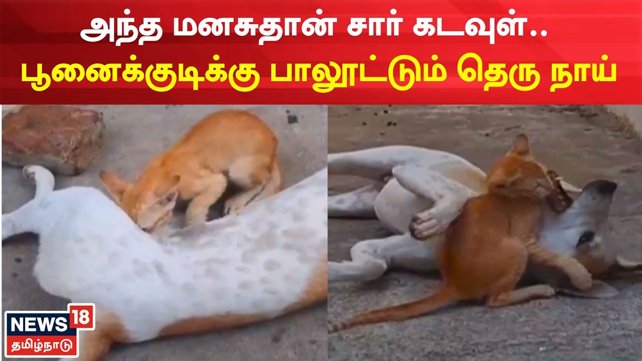அந்த மனசுதான் சார் கடவுள்! பூனைக்குடிக்கு பாலூட்டும் தெரு நாய்