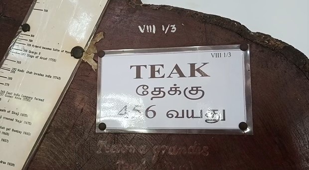  456 ஆண்டு பழமையான தேக்கு மரம், பழமையான செம்மரம், சந்தன மரம் ஆகியவையும் இதுவரை நாம் கேள்விப்பட்டிடாத பல மரங்களின் மரத் துண்டுகளும் பார்வைக்கு வைக்கப்பட்டுள்ளது.