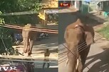 அரிசிக்கொம்பன் யானை தாக்குதல்.. காவலாளி உயிரிழப்பு