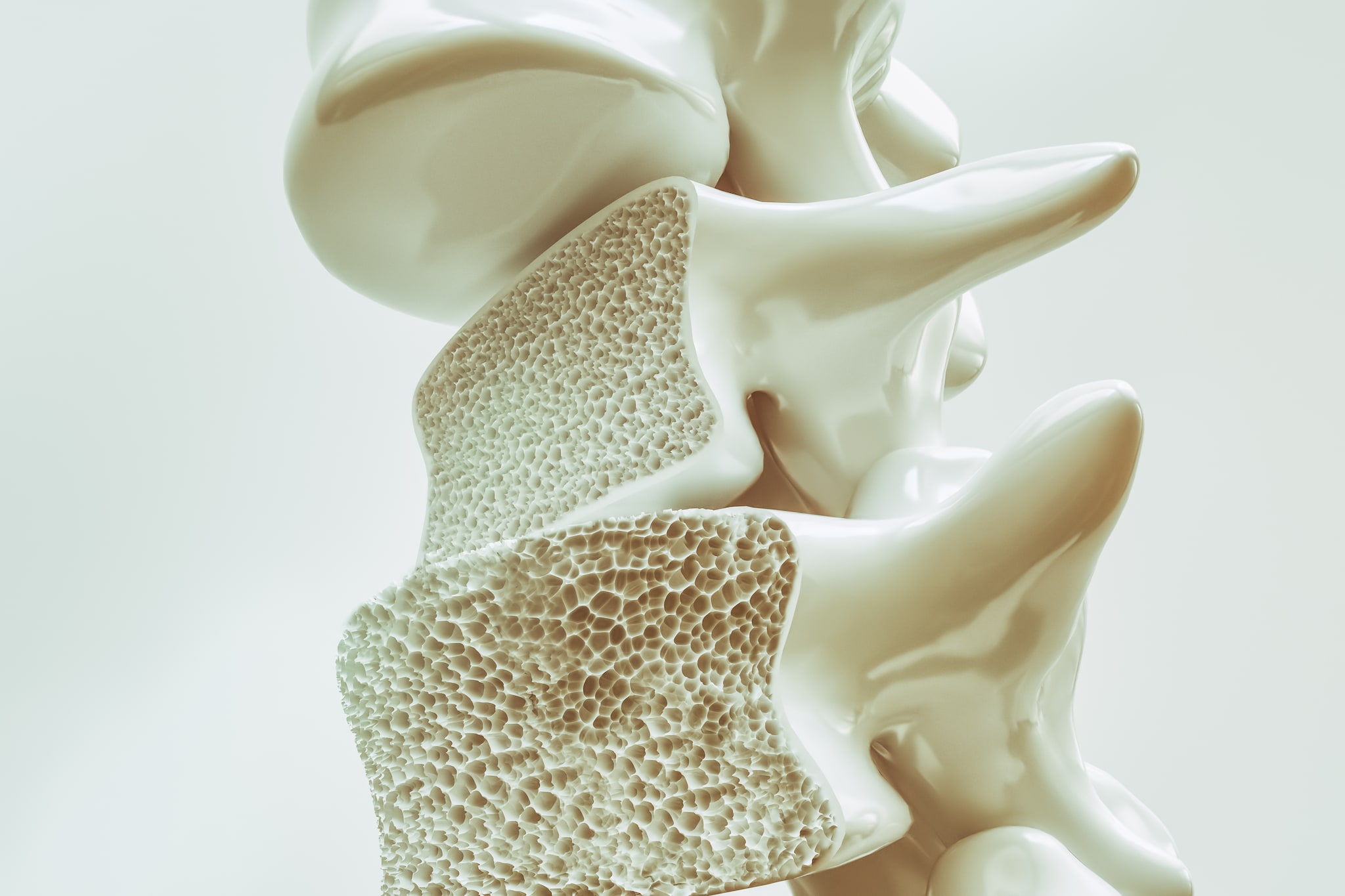 5 ways to improve bone density and muscle mass Biology Diagrams