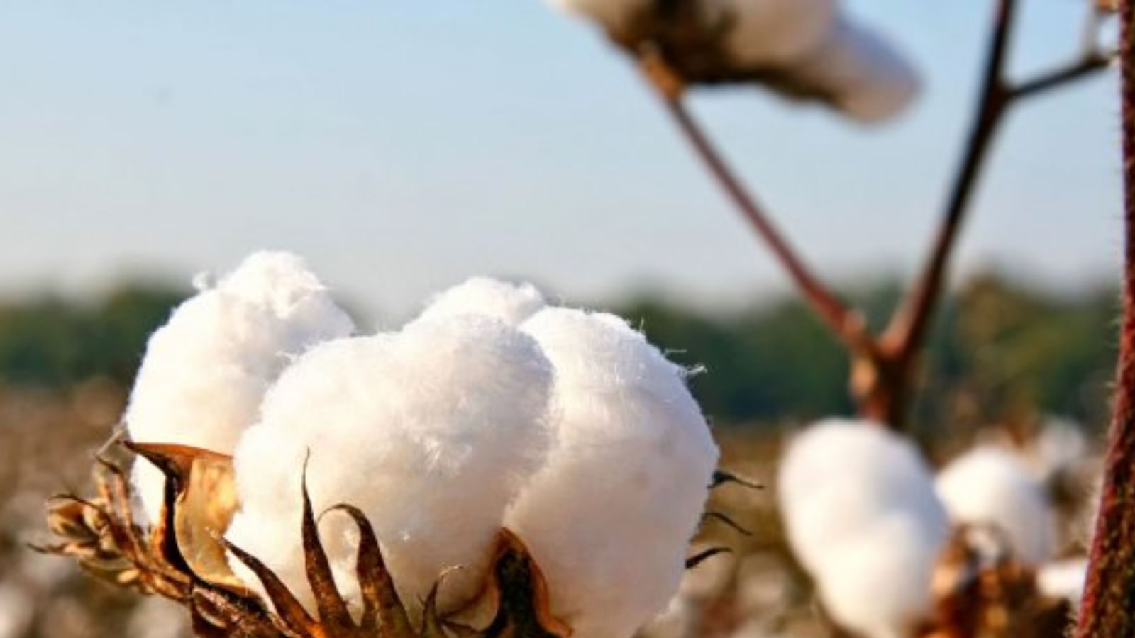 New Business Ideas : பருத்தியை இப்படி சாகுபடி செய்தால் இரட்டிப்பு லாபம் பெறலாம்… இது உங்களுக்கான டிப்ஸ்!