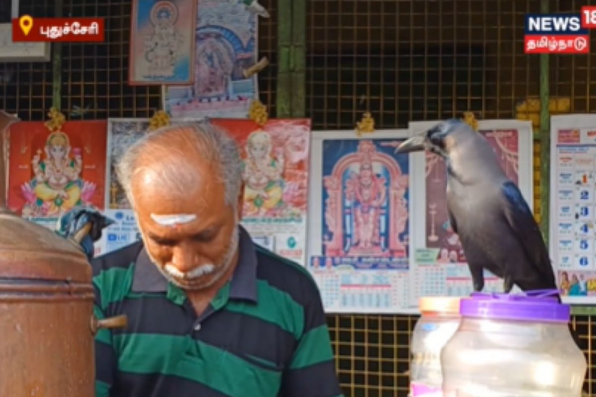 பால் ஆடை கேட்கும் காகம்