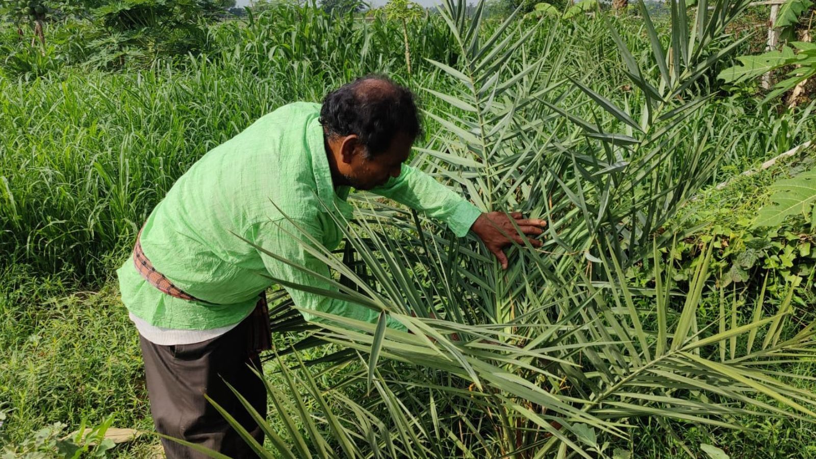 சவுதி அரேபியா பேரீட்சை வகையை இந்தியாவில் சாகுபடி செய்து அசத்தும் விவசாயி..!