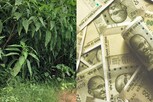 இந்த மூலிகை செடி வளர்த்தால் ரூ.50 ஆயிரம் வரை லாபம் கிடைக்கும்