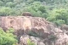 கோவை: மருதமலை அடிவாரத்தில் வந்த ஒற்றை காட்டு யானையால் பரபரப்பு..!