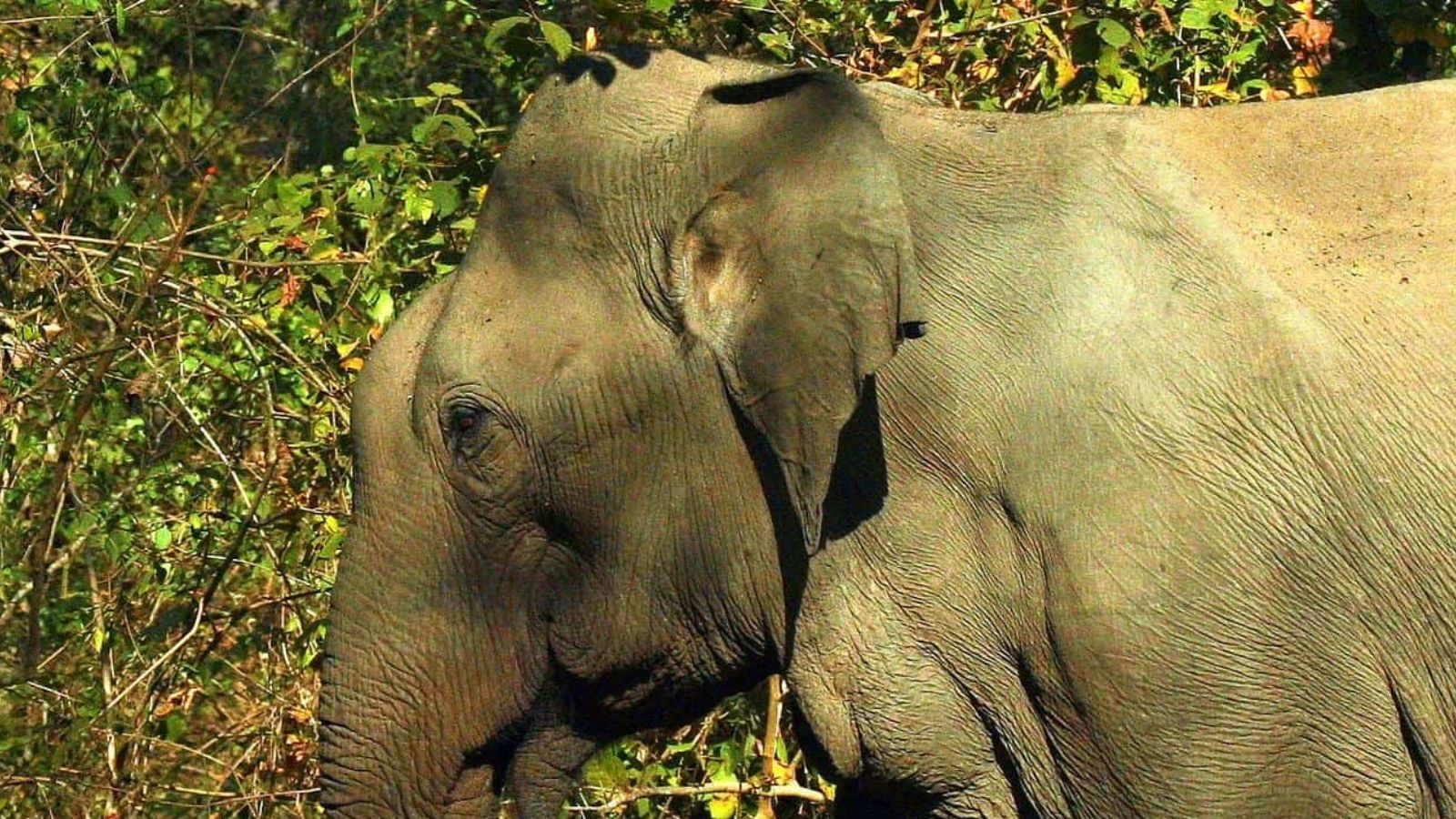 திருப்பதி அருகே மின்சாரம் தாக்கி 4 யானைகள் பலி...