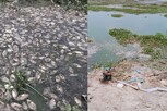 கூடுவாஞ்சேரி ஏரியில் மீன்கள் செத்து மிதக்க இதுதான் காரணமா?