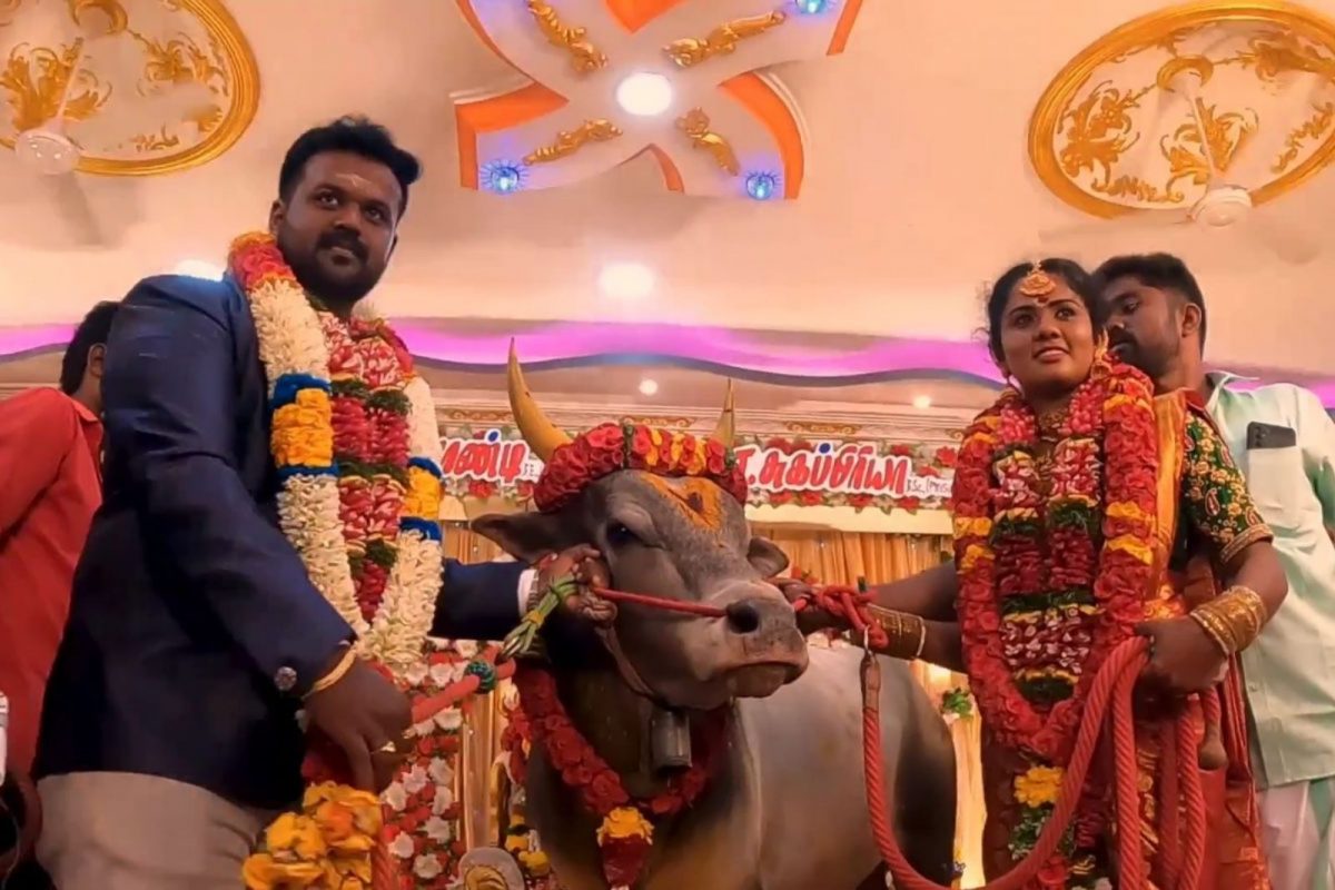 ஜல்லிக்கட்டு