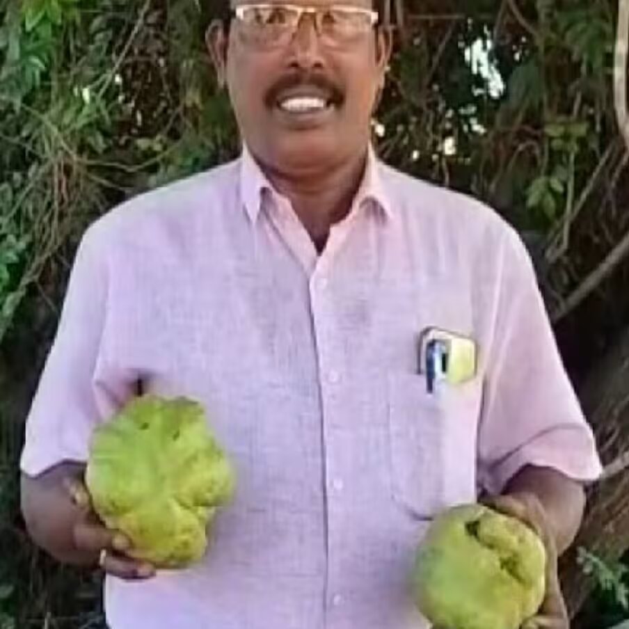  வங்காளத்தைத் தவிர, நாட்டின் பிற பகுதிகளிலும் மாம்பழம் விளைகிறது. சமீபகாலமாக, தென் மாநிலமான கர்நாடகாவின் மாம்பழங்கள் குறித்து சமூக வலைதளங்களில் பரபரப்பாக பேசப்பட்டு வருகிறது. கர்நாடக மாநிலம் உடுப்பியில் தான் ஆச்சர்யமான சம்பவம் நடந்துள்ளது. ஆனால் என்னவென்றால் இங்கு மாம்பழங்களைத் தாங்கிய ஒரு மரம் உள்ளது. பழத்தின் வடிவம் மாம்பழம் போல் இல்லை. மாறாக மாம்பழத்தைப் பார்த்தாலே கத்தரிக்காய் என்று பலர் நினைக்கிறார்கள்.