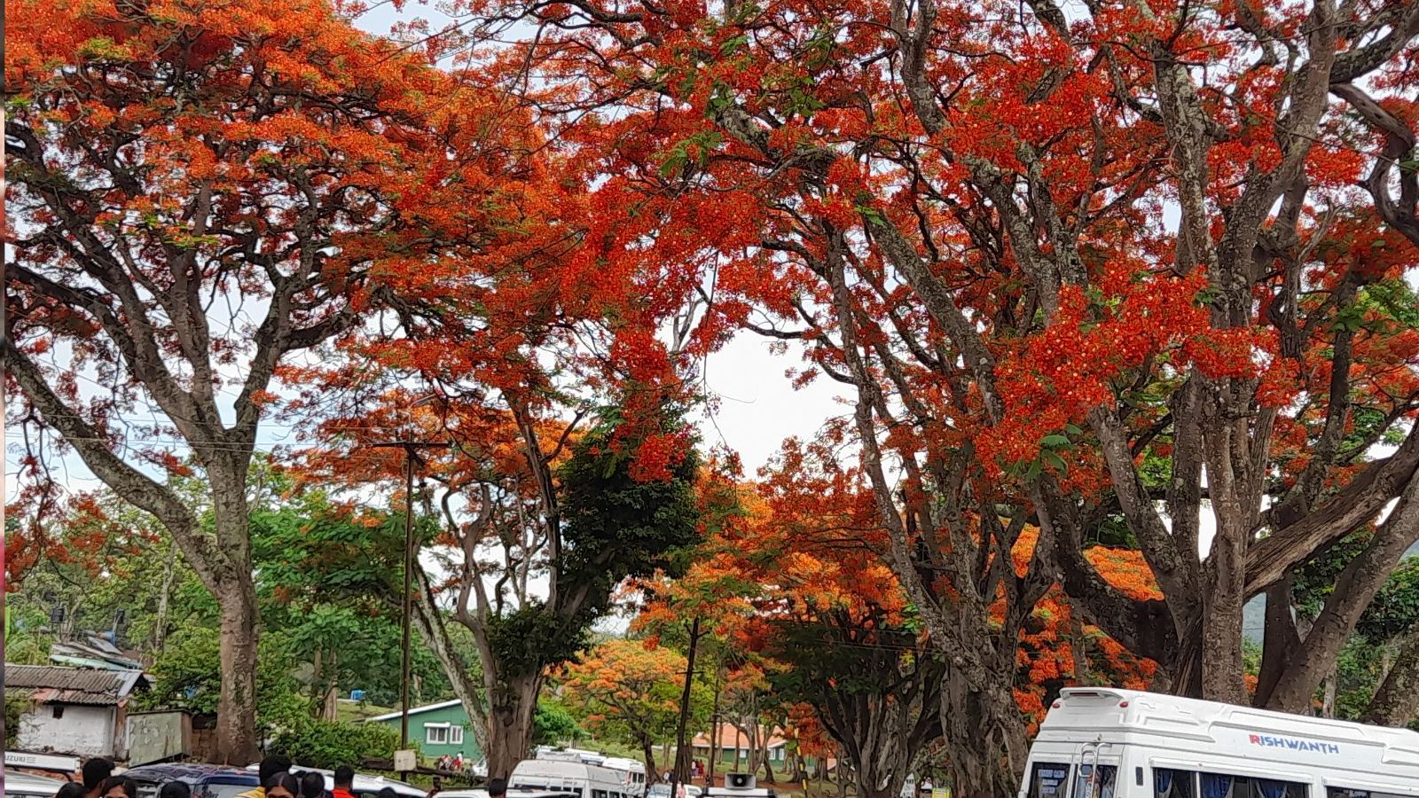 ஊட்டியில் பூத்துக் குலுங்கும் மே ஃப்ளவர்ஸ் - சுற்றுலா பயணிகள் மகிழ்ச்சி!