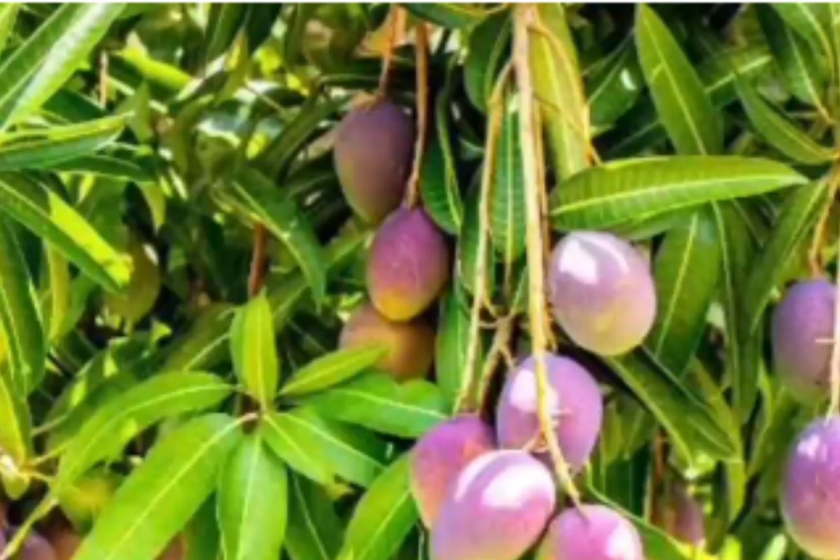 மியாசாகி
