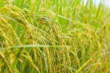 நெல்லையில் மண்வளத்தை காத்து மகசூலை பெருக்க அறிவுறுத்தல்..