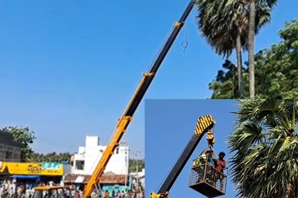 பனை மரத்தில் மது அருந்தியவர் மீட்பு