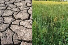 கருவேல மரங்கள் நிறைந்த பூமியை விளை நிலமாக மாற்றிய விராலிமலை விவசாயி.. சாத்தியமானது எப்படி?