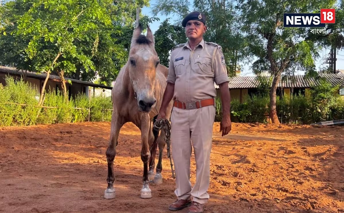 ஒரு குதிரையின் சராசரி ஆயுட்காலம் 25 – 30 ஆண்டுகள் ஆகும். ஆனால் ரேகாவிற்கு தற்போது 32 வயதாகி இருக்கிறது. குதிரைக்கு வயதானாலும் இன்னும் ஆரோக்கியமாகவும் இருக்கிறது, எந்த நோயினாலும் பாதிக்கப்படவில்லை. தன் வாழ்நாள் முழுவதுமே காவல்துறையில் பணியாற்றிய ரேகாவுக்கு கடந்த ஏழு ஆண்டுகளுக்கு முன்பு பணியிலிருந்து ஓய்வு அளிக்கப்பட்டது. காவல்துறை பணியில் இல்லை என்றாலும் மேற்கு குட்ச் போலீசார் ரேகாவை பராமரித்து வருகின்றனர்.
