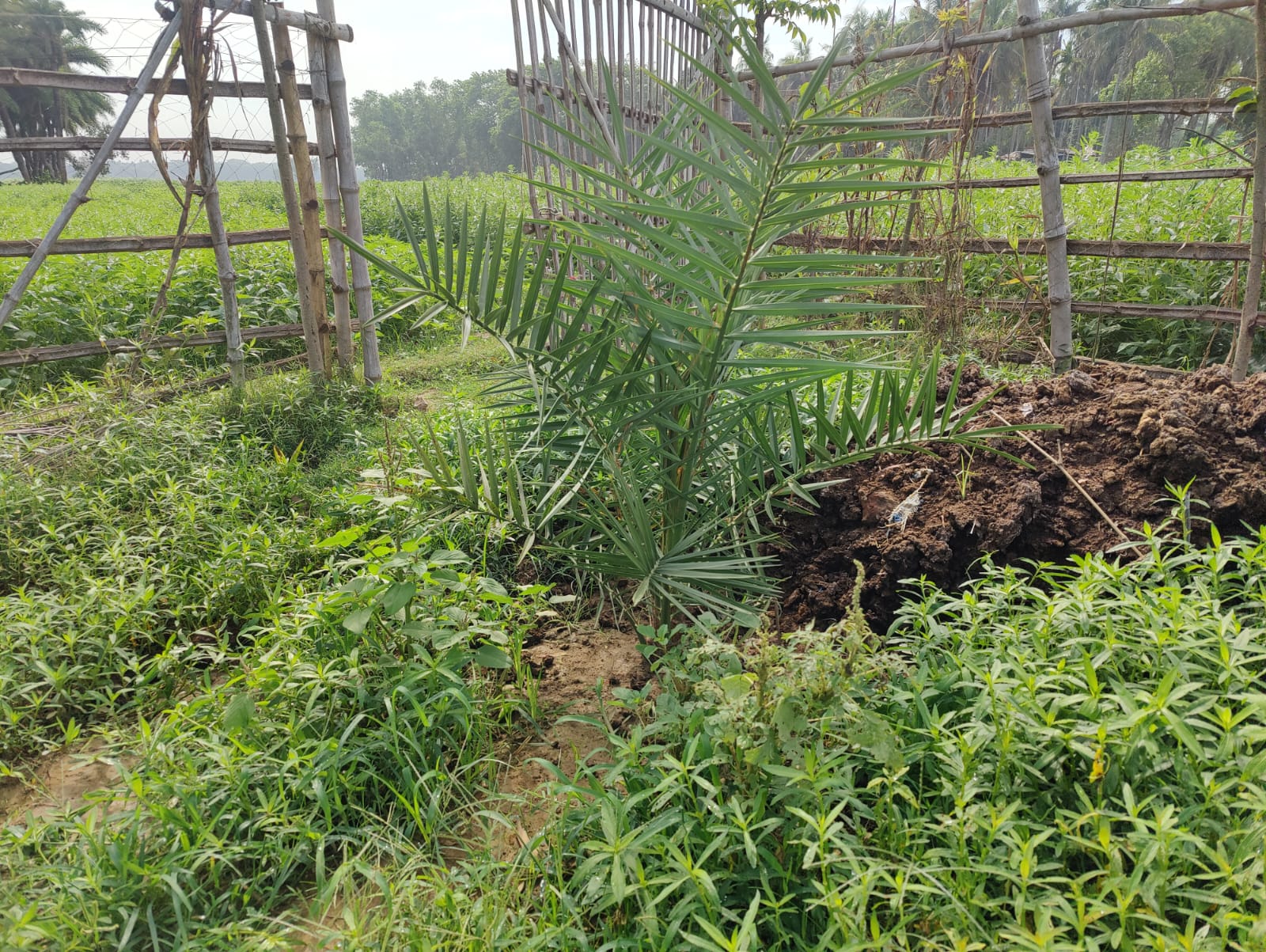  அஜ்வா மற்றும் மெக்ஜுல் வகை பேரீட்சை விதைகளை துபாய் மற்றும் வங்கதேசத்தில் இருந்து ஓராண்டுக்கு முன்பு இறக்குமதி செய்து சாகுபடி பணியை தொடங்கியதாக கோபால் மொண்டல் தெரிவித்தார். சவுதி அரேபியாவைப் போல இனிப்பான பேரீட்சை கிடைக்க இன்னும் 5, 6 ஆண்டுகள் ஆகலாம் என்று அவர் தெரிவித்தார். மாற்றுபயிர் சாகுபடி முயற்சியில் இதை அவர் செய்து வருகிறார்.