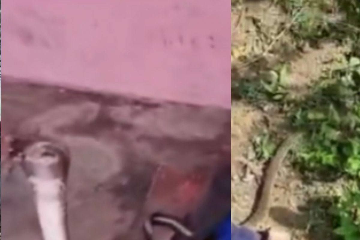 Video : திருமங்கலத்தில் பையில் இருந்து படமெடுத்த  நல்ல பாம்பு...