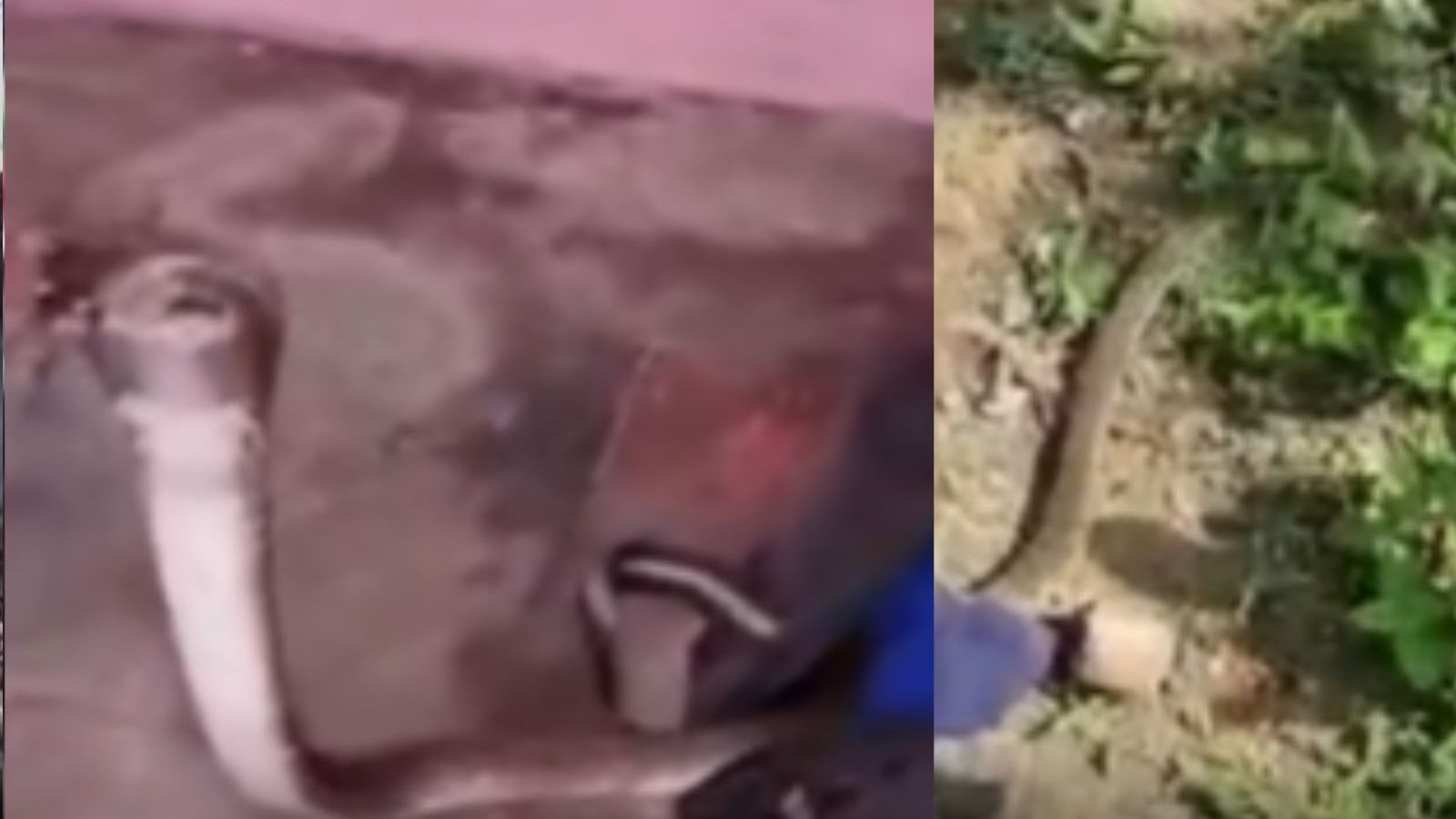 Video : திருமங்கலத்தில் பையில் இருந்து படமெடுத்த  நல்ல பாம்பு... பதுங்கிய உரிமையாளர்