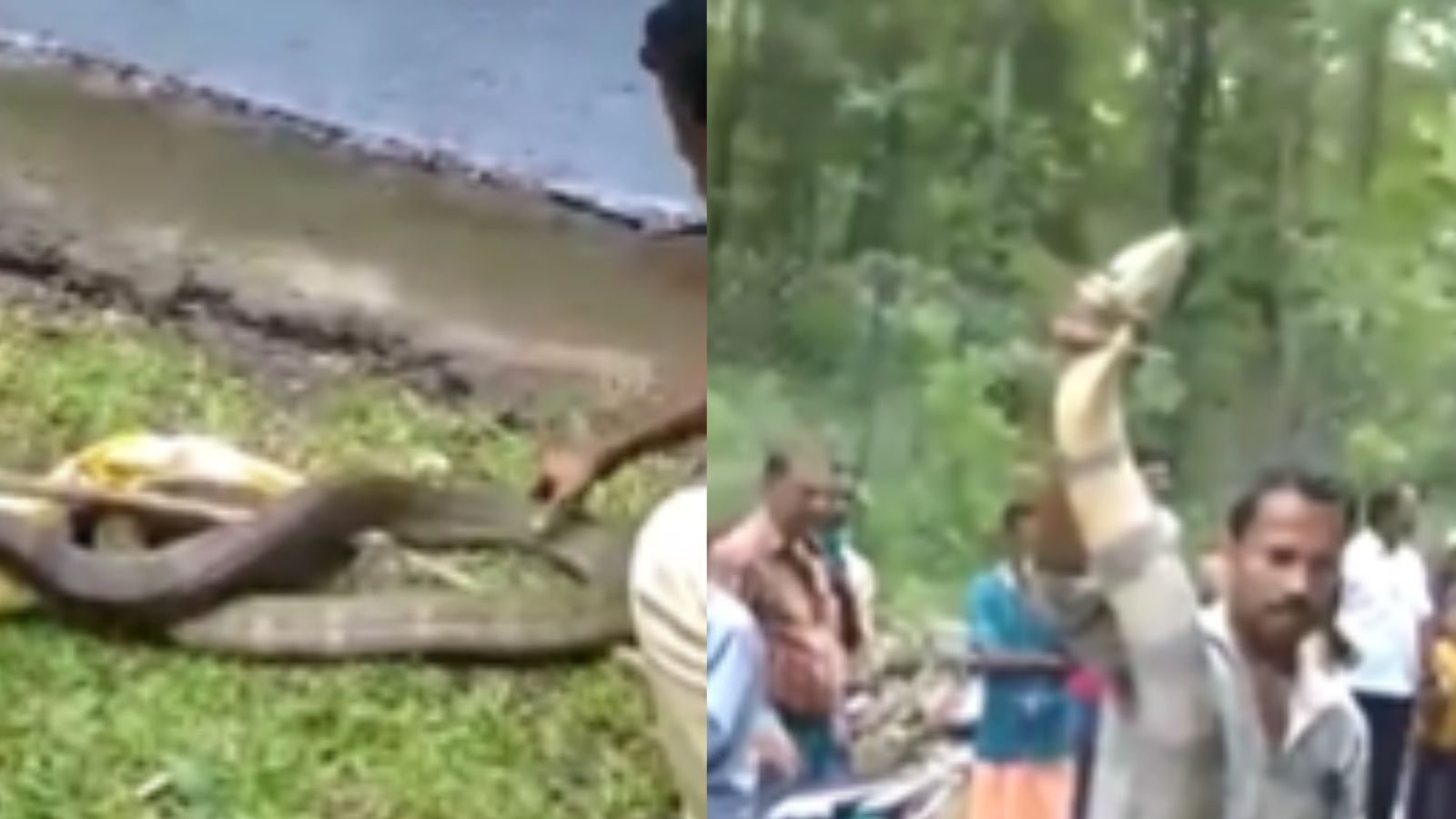 கன்னியாகுமரியில் 12 அடி நீளமுள்ள ராஜநாகம்  மீட்பு...!