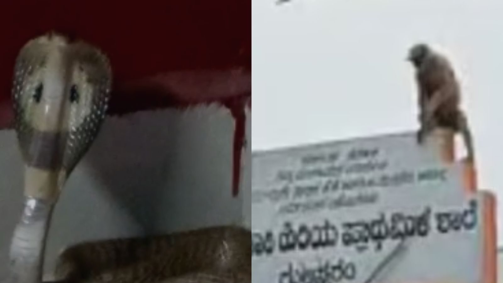 Karnataka election  2023 : வாக்குச்சாவடிக்குள் புகுந்த பாம்பு.. குரங்குகள் அட்டகாசம்.. வாக்குப்பதிவில் அரங்கேறும் சம்பவங்கள்!