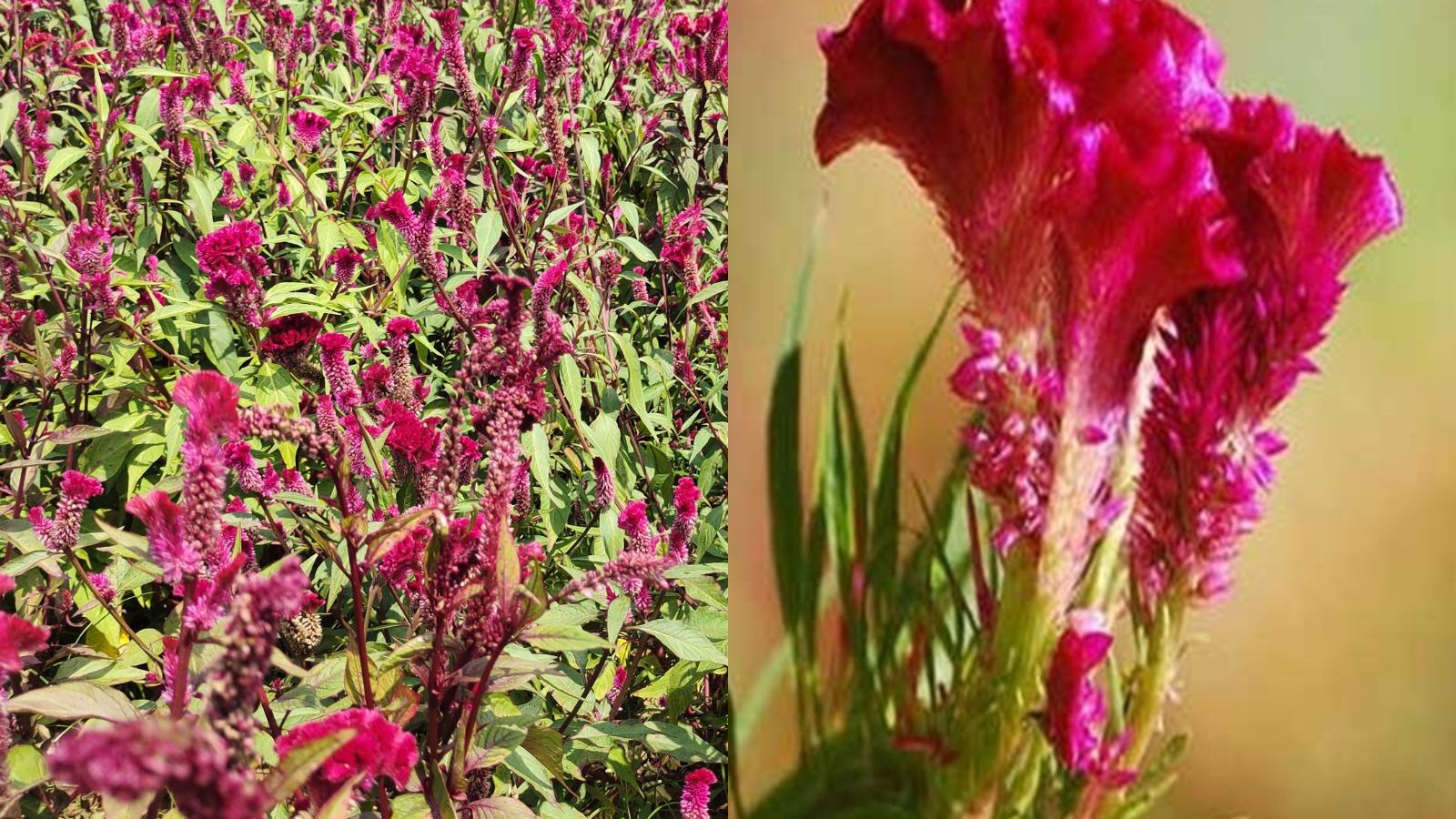 தென்காசியில் கடும் வெயில் எதிரொலி.. சேவல் கொண்டை பூ விளைச்சல் குறைவு..