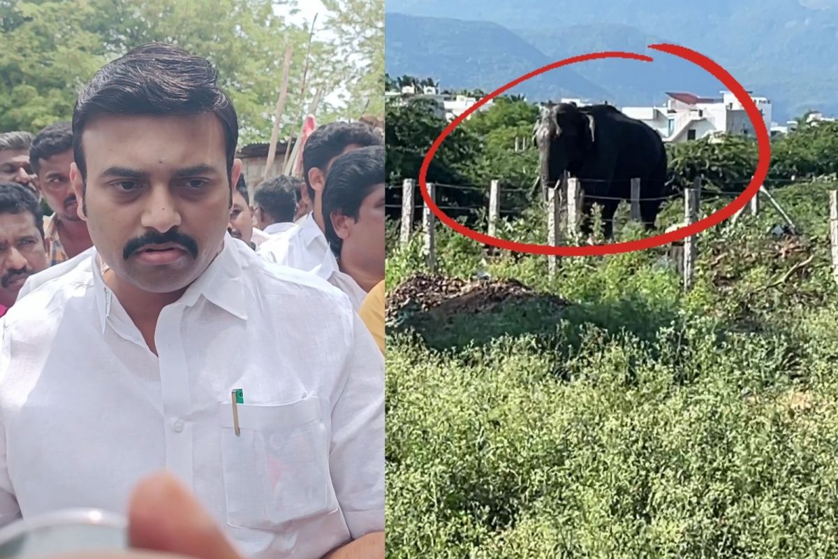 அரிசிக்கொம்பன் யானை எங்கு உள்ளது?- புதிய அப்டேட்