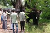 யானை பக்கத்துல போகாதீங்க.. எச்சரிக்கும் போலீசார்..