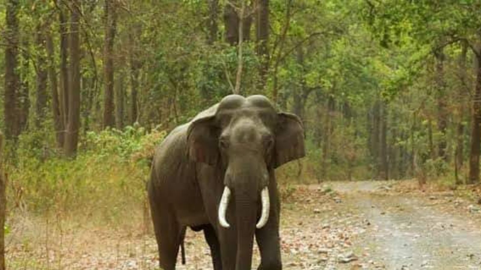 தேனிக்குள் புகுந்த அரிசி கொம்பன் யானை.. அலறி ஓடிய மக்கள்!