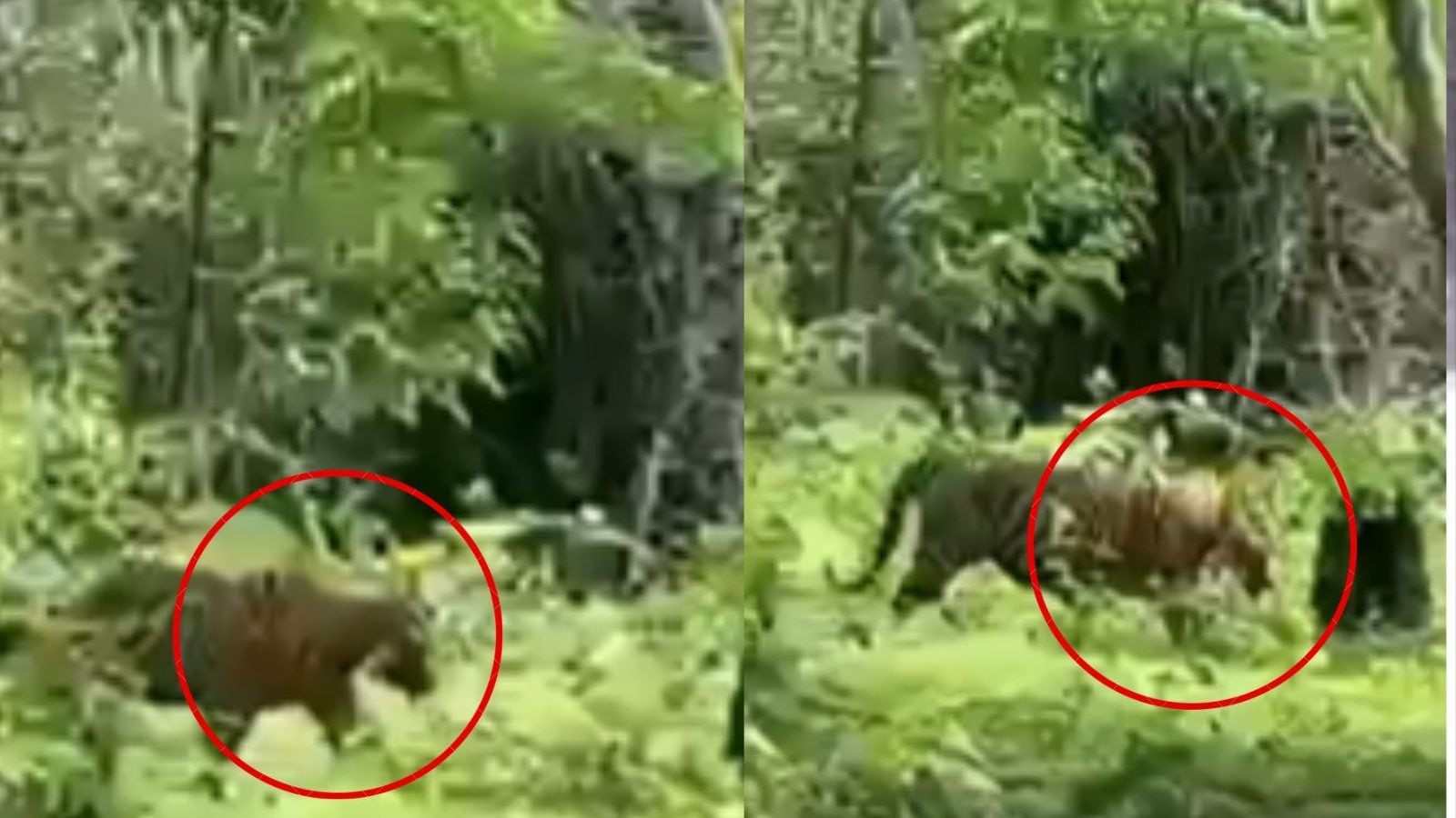 நீலகிரி  சிங்காரா வனச் சாலையில் ஒய்யாரமாக நடந்து சென்ற புலி..!