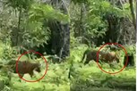 நீலகிரி  சிங்காரா வனபகுதியில் நடந்து சென்ற புலி!