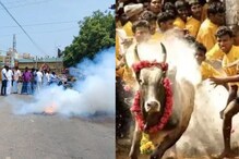 ஜல்லிக்கட்டிற்கு தடை இல்லை..! திருச்சியில் பட்டாசு வெடித்து கொண்டாடிய மக்கள்..!