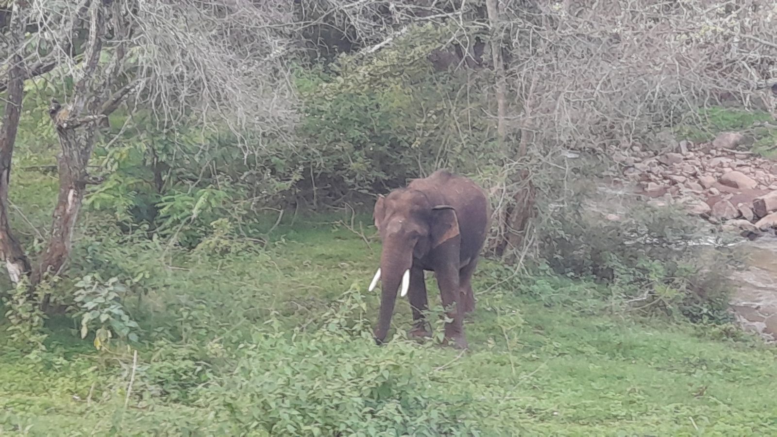 மசினக்குடியில் காயம்பட்ட யானை இதுவா? வனத்துறையினர் சந்தேகம்!