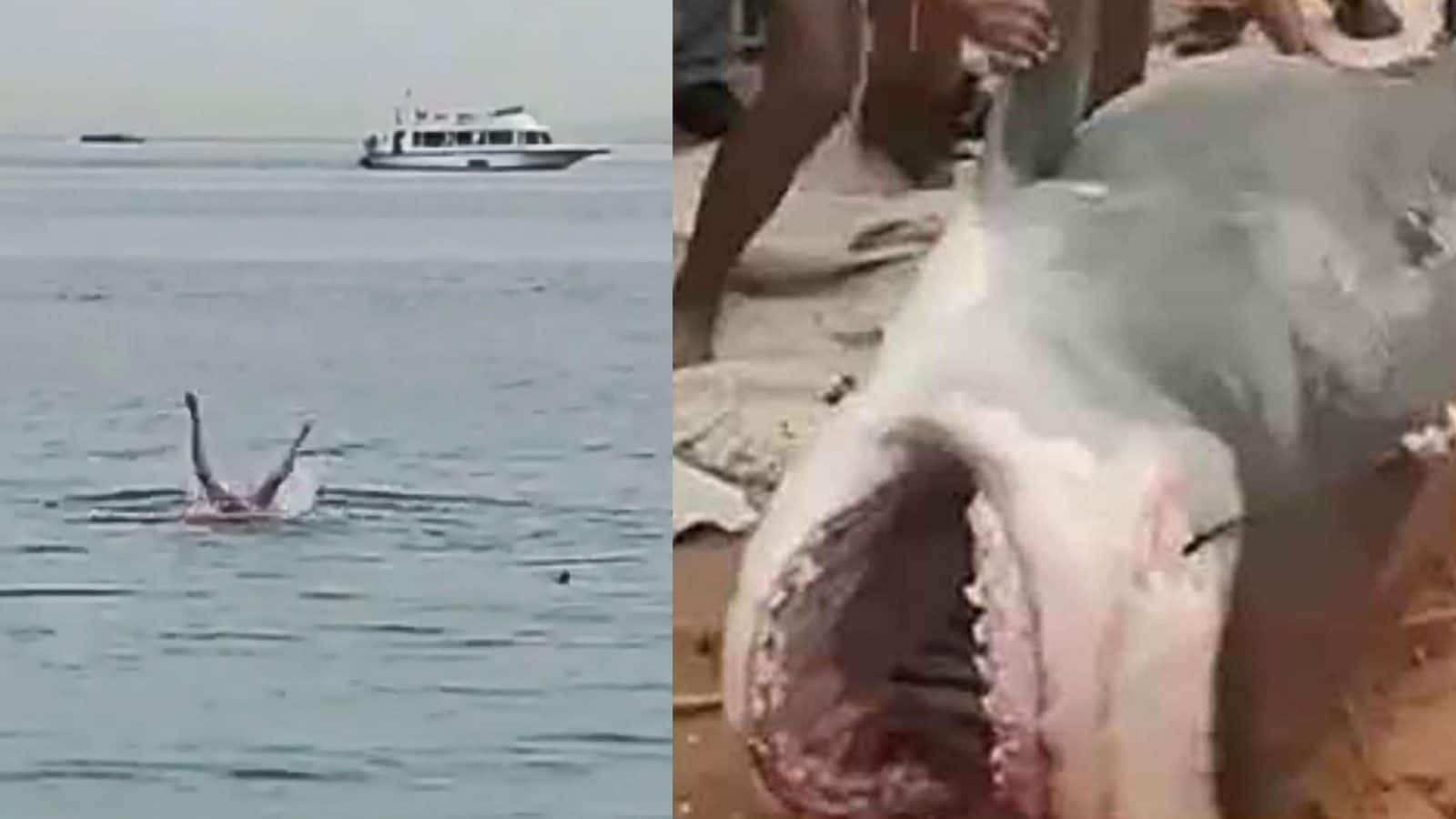 как убить акулу раст фото 13