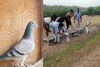 1545 கி.மீ 10 நாட்களில் கடந்து வந்த சேலம் புறா
