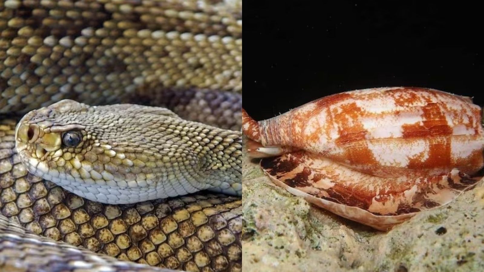 பாம்புகளை விட தீவிர விஷமுள்ள ஜந்து எது தெரியுமா.. விஷம் பாய்ந்தால் கண் இமைக்கும் நேரத்தில் மரணம்